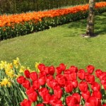 Der heimische Garten