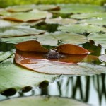 Wie lege ich einen Gartenteich an?