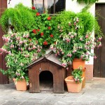 Ein Hundehaus bauen Ein Hundehaus bauen