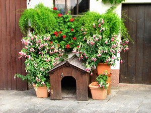 Ein Hundehaus bauen